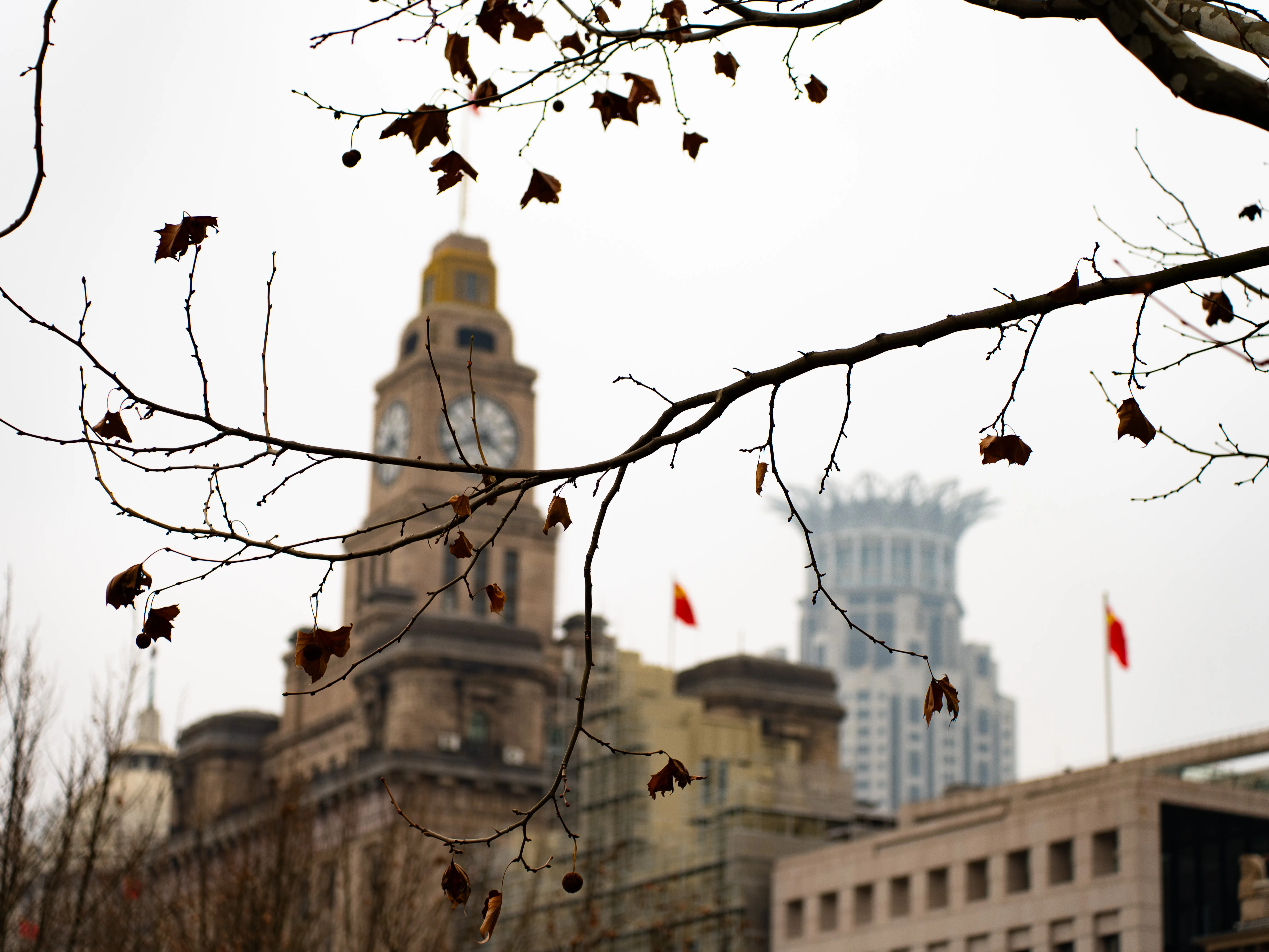Dead leaves with the Customs Building and the Bund Center in the background