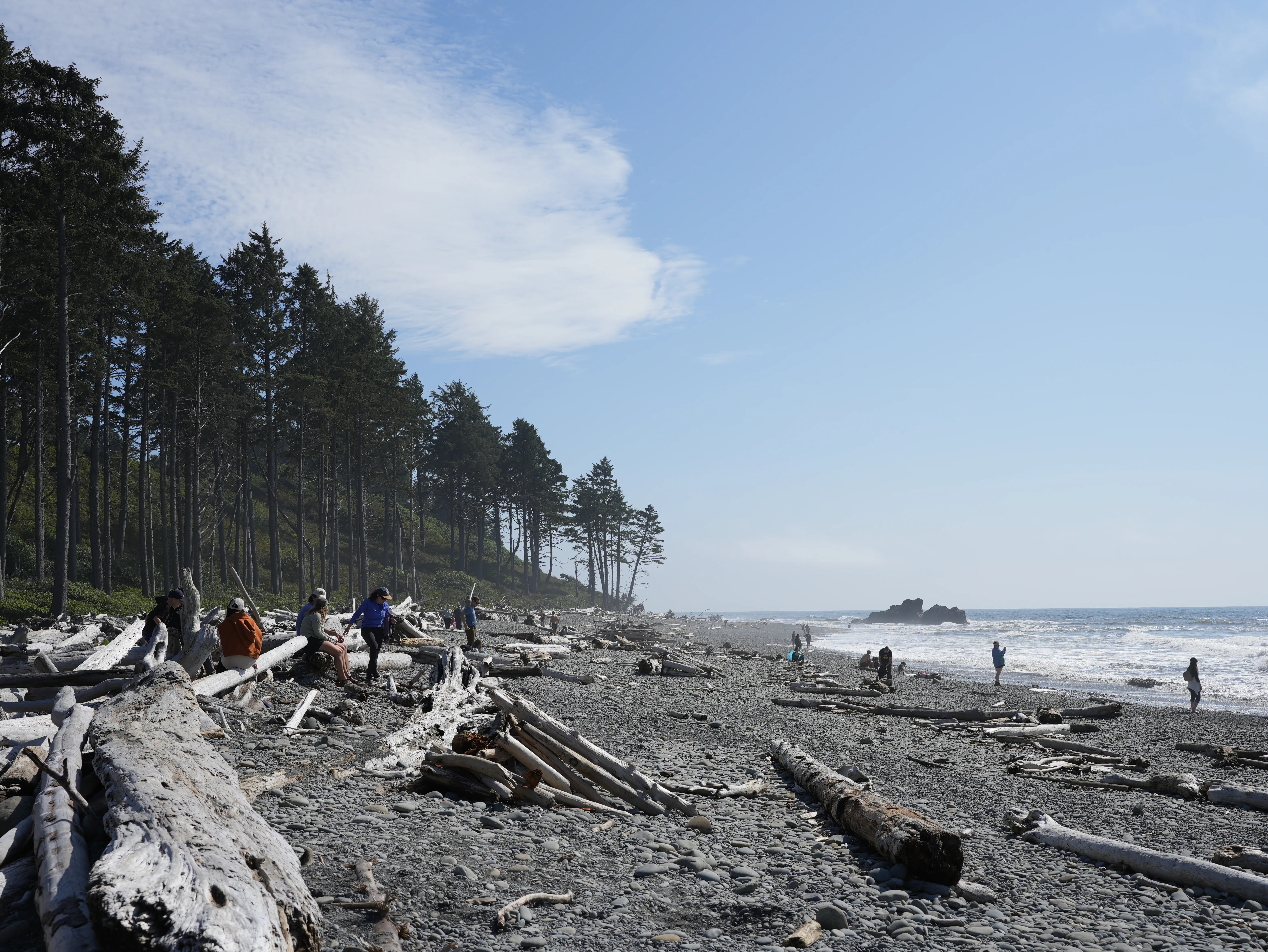 Dead trees in the foreground and pine trees in the background on a beach with water vapour