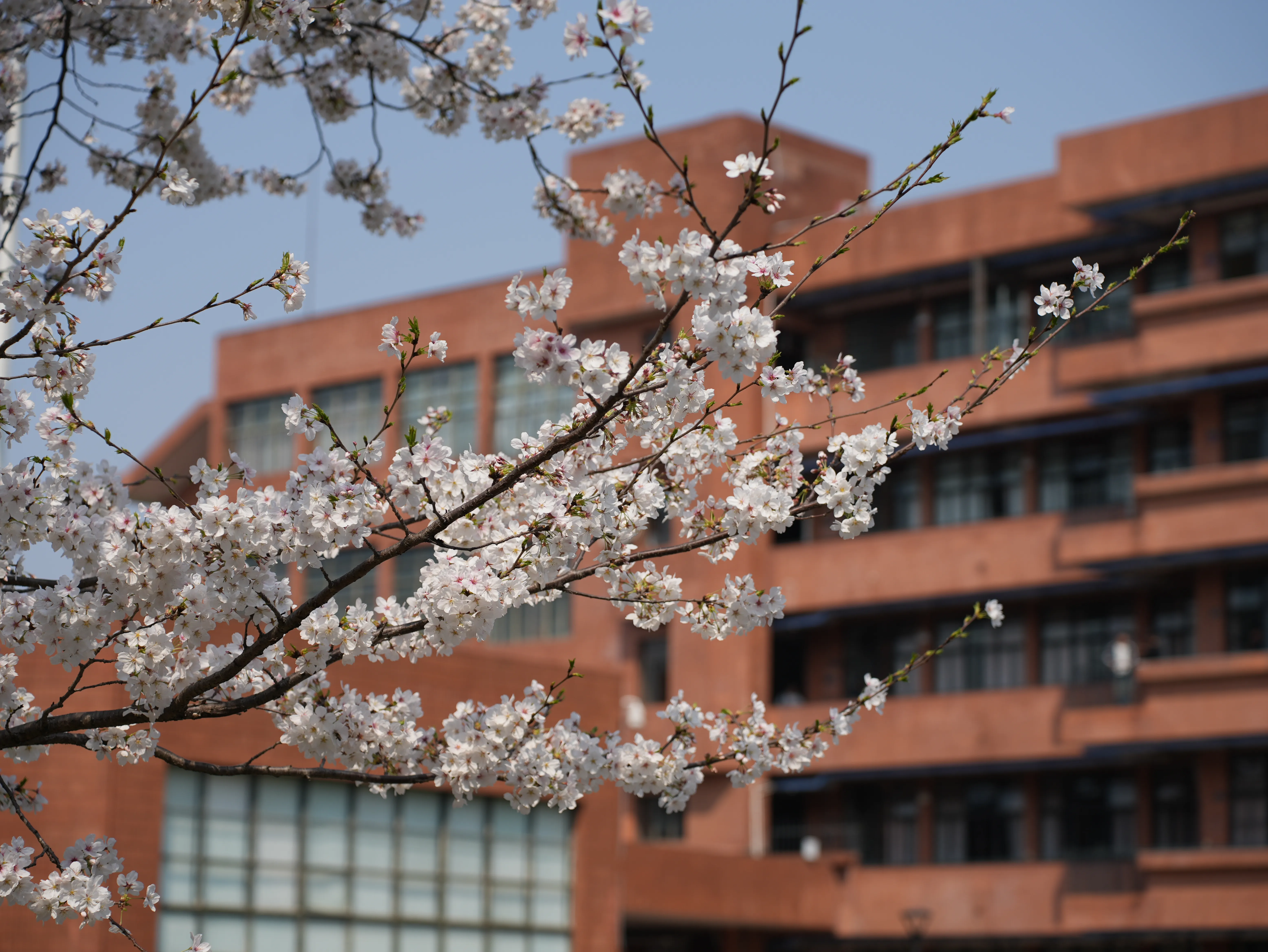 Sakura (cherry blossom) in the campus of Shanghai Jiao Tong University, with a building in the background