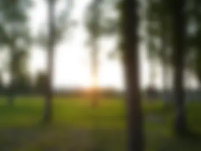 Chill sunset in woods