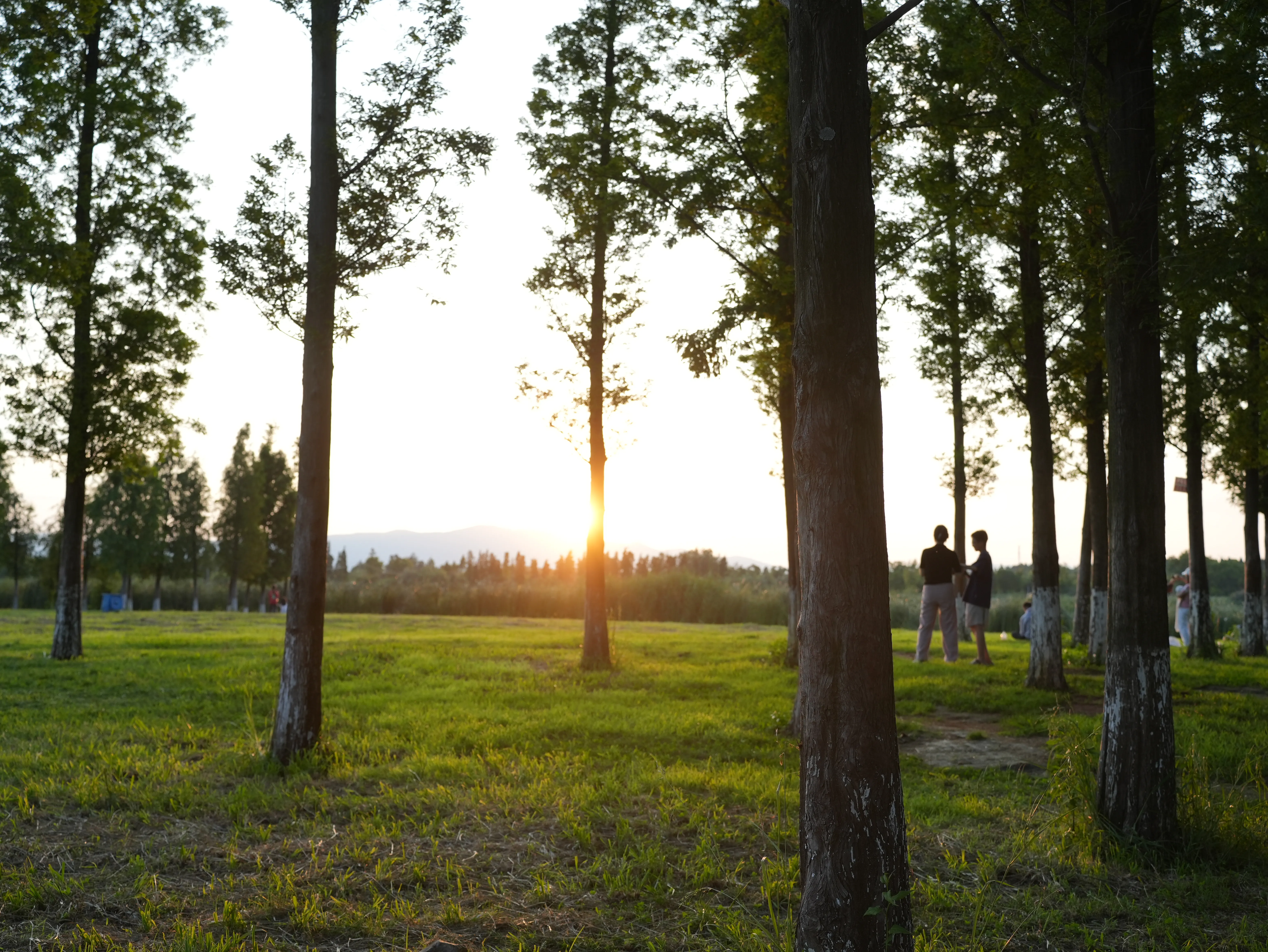 Chill sunset in woods